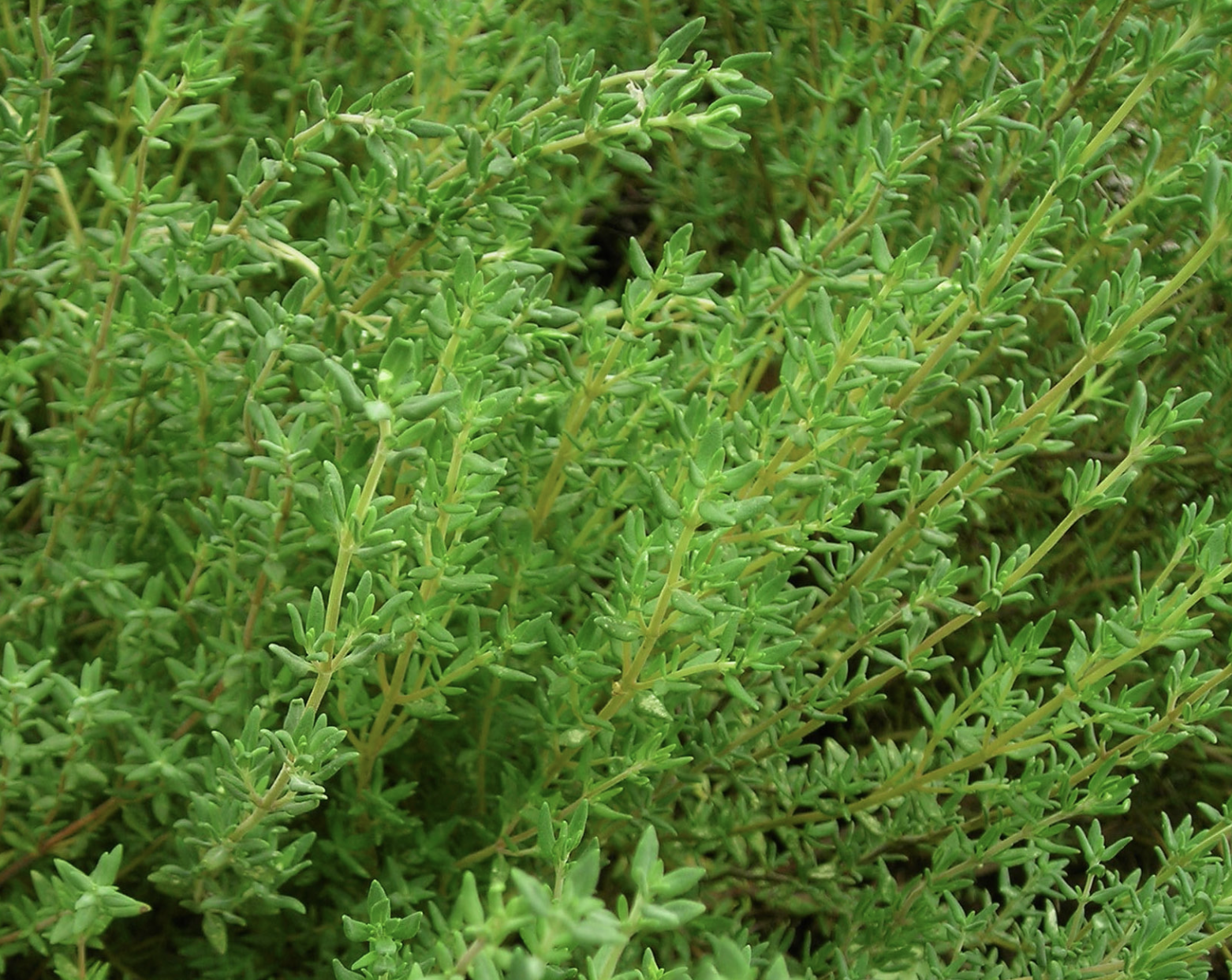 German Winter Thyme plant